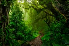 Sueños Conoce el significado de soñar con bosques Foto: Shutterstock