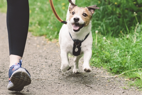 Consejos para que los paseos con tu perro sean más amenos. Foto: Shutterstock Consejos para que los paseos con tu perro sean más amenos. Foto: Shutterstock