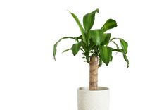Esta planta no puede faltar en el interior del hogar Foto: Shutterstock
