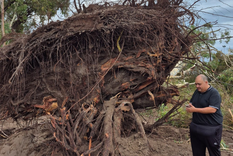 En San Martín se reportaron al menos 100 eventos de ramas y árboles caídos. En San Martín se reportaron al menos 100 eventos de ramas y árboles caídos.