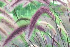 Los pennisetum son de muy fácil cuidado y embellecen los jardines. Foto: JardineriaOn