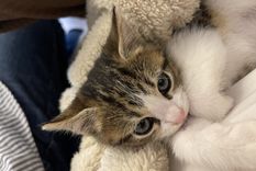 Aprende a cuidar tu gato luego de una operación Foto: Wikipedia