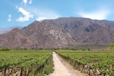 El abogado Pablo Pirovano cuestionó la cautelar del juez federal de La Plata derogando el artículo 154 del DNU 70/2023 referida a la Ley de tierras Foto: Argentina.gob.ar