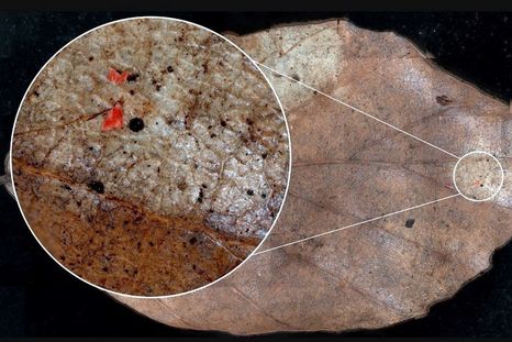 El equipo de investigación desarrolló un método personalizado para analizar microplásticos en las superficies de las hojas de los bosques. Foto Dpa El equipo de investigación desarrolló un método personalizado para analizar microplásticos en las superficies de las hojas de los bosques. Foto Dpa