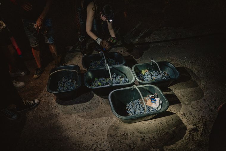 La cosecha nocturna es uno de los métodos utilizados por las bodegas para levantar la uva en plena vendimia. Foto: Bodega Dante Robino