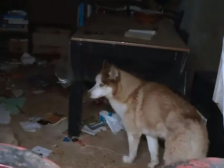 Los vecinos de Drako, tras descubrir el abandono, realizaron la denuncia en la fiscalía. Luego de semanas, el perro fue rescatado este miércoles. Foto: Captura de video