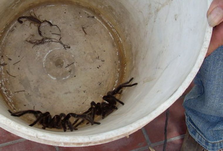 Las arañas a la venta, cerca del centro. Foto: MDZ