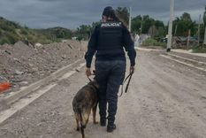 El perro Sky, protagonista del esclarecimiento de un robo en Godoy Cruz.