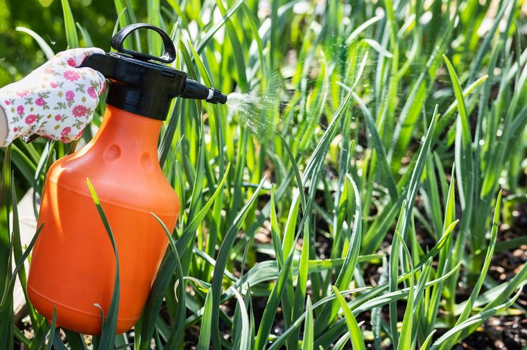 Jardinería. Los mejores plaguicidas naturales. Foto: Shutterstock Jardinería. Los mejores plaguicidas naturales. Foto: Shutterstock