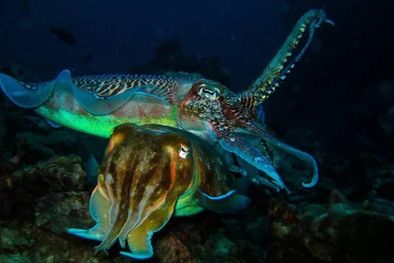 MDZol | Sepias gigantes australianas apareándose. Foto: GETTY IMAGES