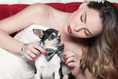 Foto: https://www.dogalize.com/es/2017/10/belinda-conoces-su-simpatico-perro-gizmo/