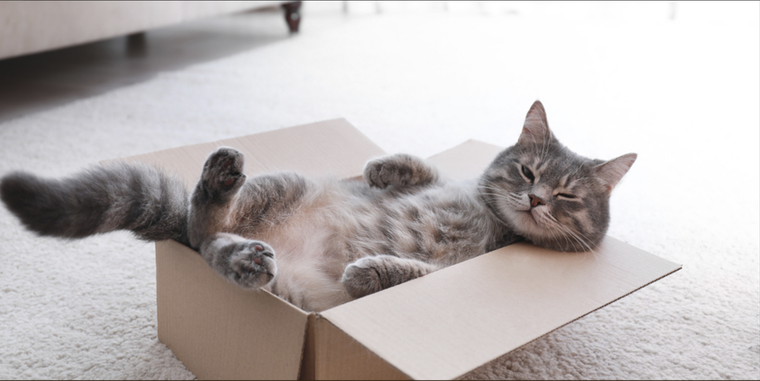 Un objeto simple como una caja puede convertirse en el entretenimiento favorito de cualquier gato. Foto: Shutterstock Un objeto simple como una caja puede convertirse en el entretenimiento favorito de cualquier gato. Foto: Shutterstock 