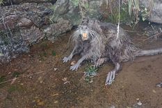 El curioso ejemplar de un animal que pocas veces fue visto y que dejó la crecida del río Nahueve, en  Neuquén Foto: Facebook Ernesto Humberto Parada