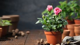 El jardín también puede extenderse al balcón con plantas que aportan flores y color durante toda la primavera. Foto: Shutterstock