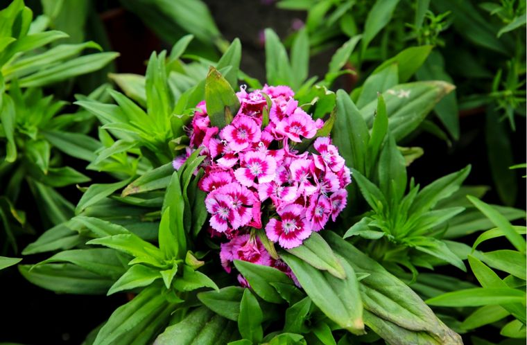 Clavelina Consejos para su cultivo en el jardín Foto: Shutterstock