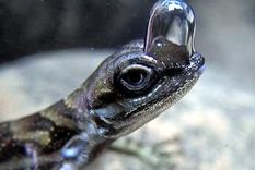 Anolis de agua con burbuja de aire. Foto: Dpa. Anolis de agua con burbuja de aire. Foto: Dpa.