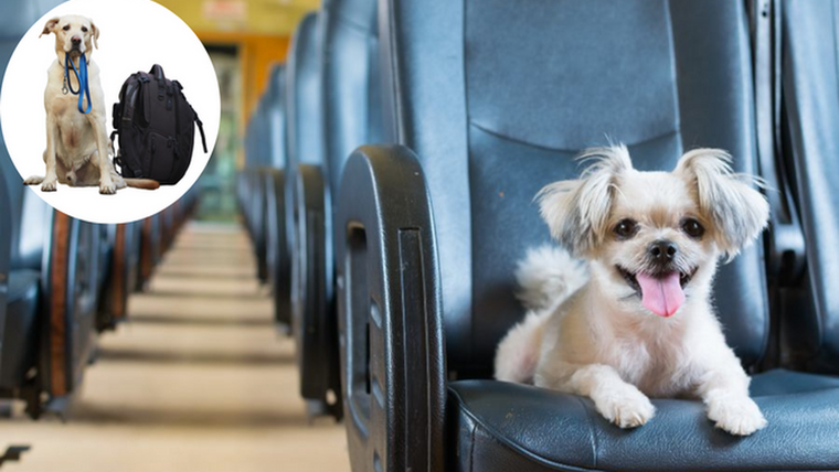 Lleva a tu mascota contigo Foto: Archivo