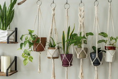 Las mejores plantas de interior para tener en las paredes de tu casa Foto: Shutterstock Las mejores plantas de interior para tener en las paredes de tu casa Foto: Shutterstock