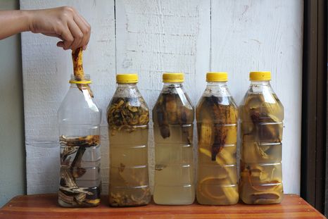 Banana y vinagre: el combo natural que muchos aplican en sus plantas para fortalecerlas. Foto: Shutterstock