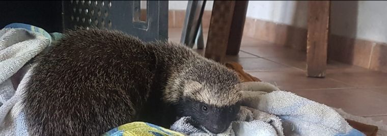 El hurón está a salvo.