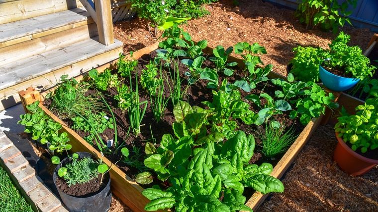 La huerta puede mantenerse activa durante los meses fríos. Foto: Shutterstock