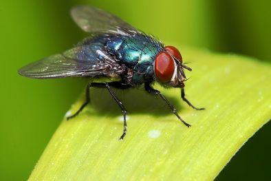 MDZol | Conocé cuál es la planta que hará que te olvides de las moscas y mosquitos Foto: Shutterstock
