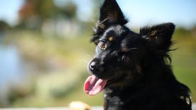 Algunas razas pequeñas se adaptan de forma fácil a la vida en departamento. Foto: MSD Salud Animal