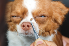 Aprende a eliminar las garrapatas completamente Foto: Shutterstock