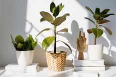 Plantas que crecen en sombra.