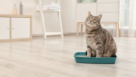 MASCOTAS Los gatos usan las cajas de arena para hacer sus necesidades Foto: SHUTTERSTOCK