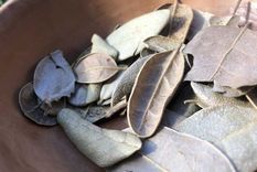 que beneficios para la salud tiene tomar mate con boldo