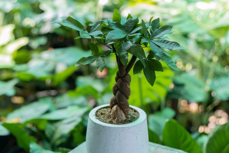 Pachira aquatica es una planta tropical. Pachira aquatica es una planta tropical. 