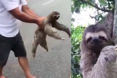 Este pequeño oso se llevó todas las miradas al ser agradecido Foto: Archivo
