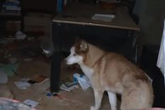 Los vecinos de Drako, tras descubrir el abandono, realizaron la denuncia en la fiscalía. Luego de semanas, el perro fue rescatado este miércoles. Foto: Captura de video