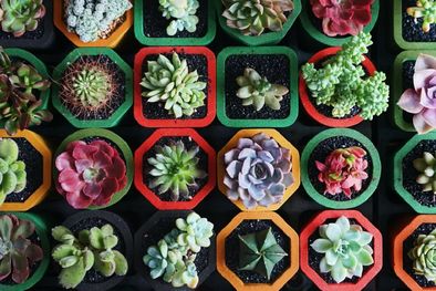MDZol | Las suculentas son plantas muy fuertes y con una gran capacidad de adaptación, pero pueden verse afectadas por insectos dañinos. Foto: Pinterest