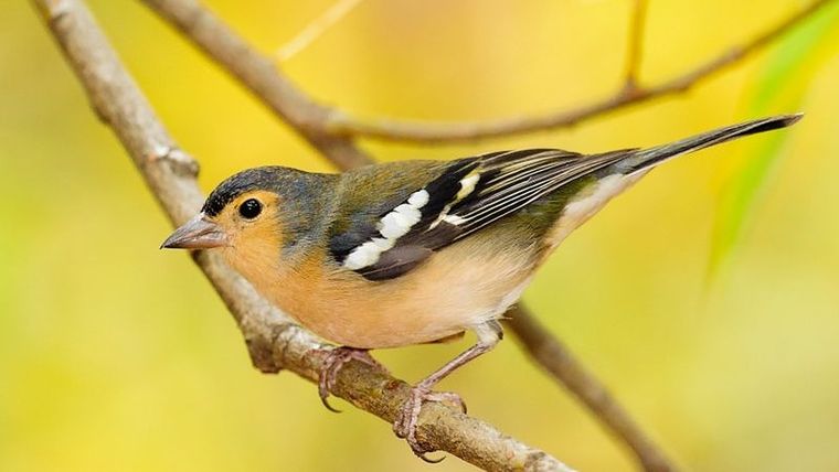 Los pinzones, como este pinzón vulgar de Gran Canaria (Fringilla canariensis bakeri), se usan como modelo para estudiar la evolución de las especies. Foto: MIGUEL ÁNGEL PEÑA