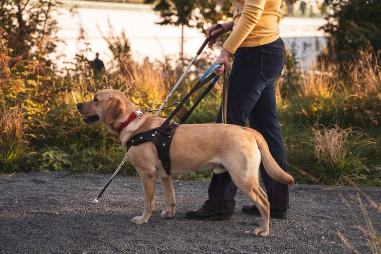 La Andis regula el uso de credenciales oficiales para garantizar el derecho de acceso y permanencia. Foto: Shutterstock