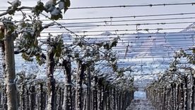La zona de El Cepillo fue una de las más afectadas por las heladas tardías que vive el Valle de Uco. La zona de El Cepillo fue una de las más afectadas por las heladas tardías que vive el Valle de Uco.