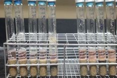 organismos terrestres sobreviven en condiciones marcianas