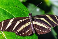 Ejemplar de Zebra Heliconian, que habita en el suroreste de Estados Unidos. Foto: Dpa.