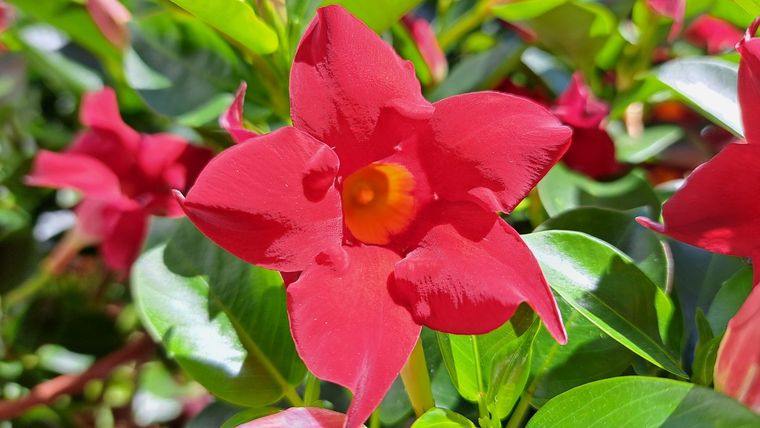 Con la llegada de la primavera y el aumento de las temperaturas, la mandevilla se presenta como una aliada perfecta para revitalizar jardines, balcones o patios Foto: Shutterstock
