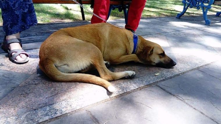 El grupo Perros de la Plaza Independencia rescata animales desde 2012. Foto: Facebook Perros de la Plaza Independencia