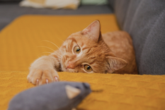 ¿Los gatos naranjas realmente son más extrovertidos? Foto: Archivo