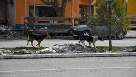 Los perros y el frío ¿qué hacer si ves uno y cómo ayudan los refugios? Los perros y el frío ¿qué hacer si ves uno y cómo ayudan los refugios?