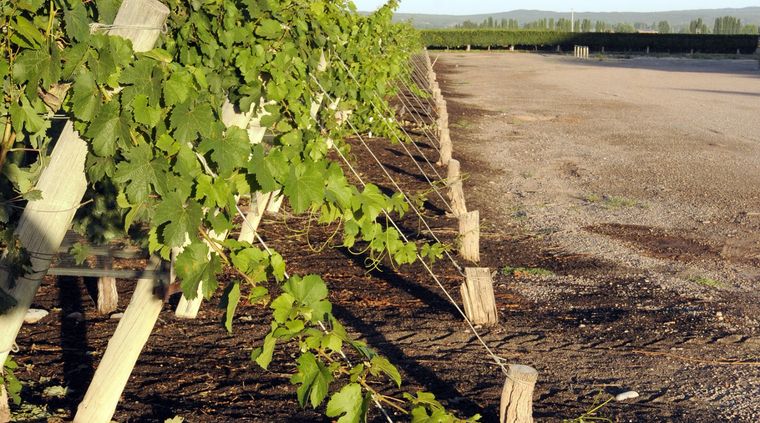 Las zonas de finca en Mendoza necesitan cambiar su paradigma de riego Foto: ALF PONCE MERCADO / MDZ