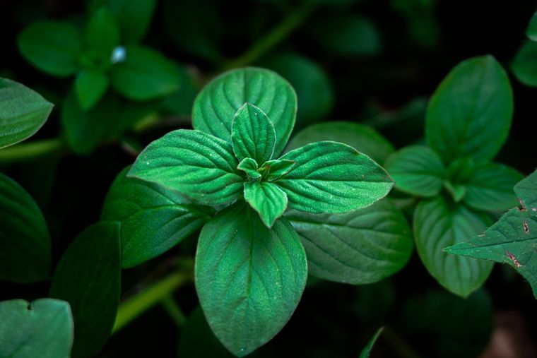 La planta que funciona como repelente.&nbsp;