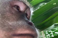 viral: mono roba celular y se saca selfies en la selva viral: mono roba celular y se saca selfies en la selva