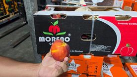 El durazno en fresco de Mendoza volverá a venderse en los Emiratos Árabes Unidos. El durazno en fresco de Mendoza volverá a venderse en los Emiratos Árabes Unidos.