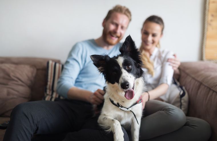 MASCOTAS Las personas eligen a animales como los perros como mascotas Foto: SHUTTERSTOCK