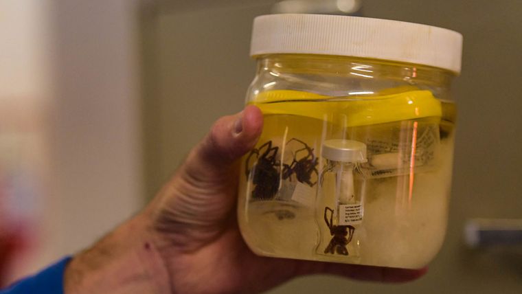 Loxosceles y viudas negras, son las arañas que requieren mayor atención. Loxosceles y viudas negras, son las arañas que requieren mayor atención.